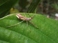 Epidaus sexspinus