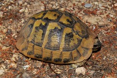 Testudo hermanni