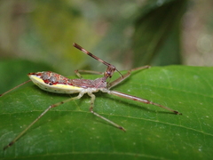 Epidaus sexspinus