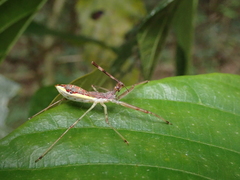 Epidaus sexspinus