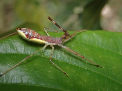 Epidaus sexspinus