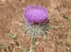 Onopordum caulescens