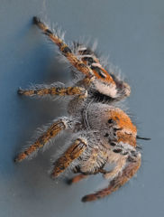 Phidippus carolinensis