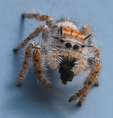 Phidippus carolinensis