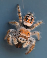 Phidippus carolinensis