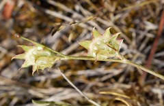 Onobrychis aequidentata