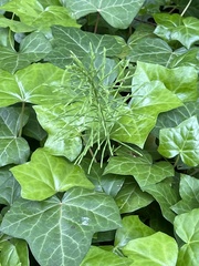 Equisetum arvense