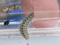 Zygaena minos