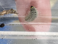 Zygaena minos
