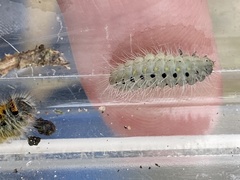 Zygaena minos