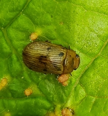 Gonioctena pallida