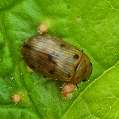 Gonioctena pallida