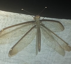 Ascalobyas albistigma