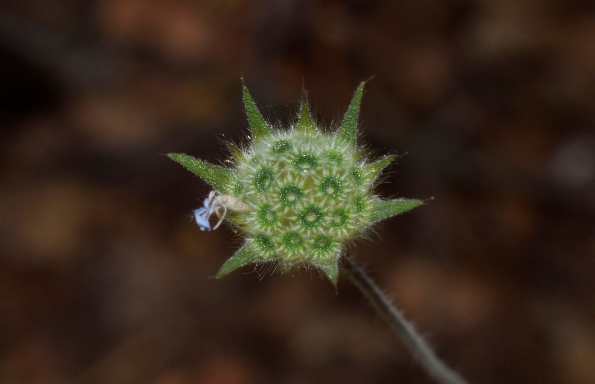 Knautia