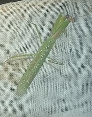 Stagmomantis fraterna