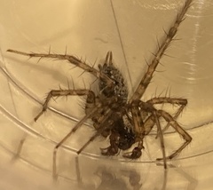 Textrix caudata
