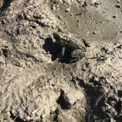 Anaxyrus terrestris