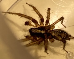 Textrix caudata