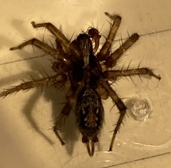 Textrix caudata