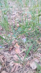 Vicia nervata