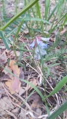 Vicia nervata