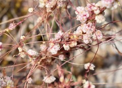 Cuscuta palaestina