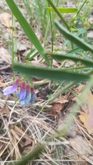 Vicia nervata
