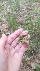 Vicia nervata