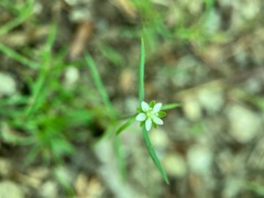 Sagina japonica
