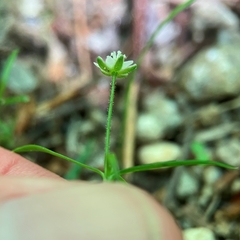 Sagina japonica