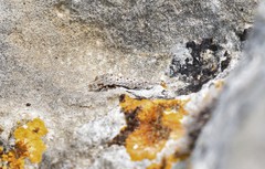 Machilinus rupestris