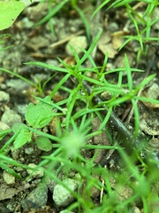 Sagina japonica