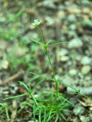 Sagina japonica