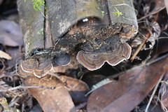 Datronia brunneoleuca