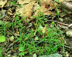 Sagina japonica