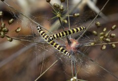 Depressaria ululana