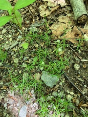 Sagina japonica