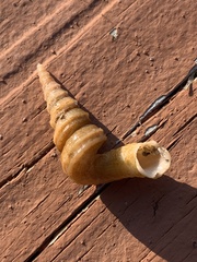 Vermicularia spirata