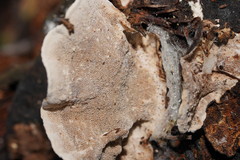 Datronia brunneoleuca