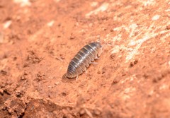 Armadillidium atticum