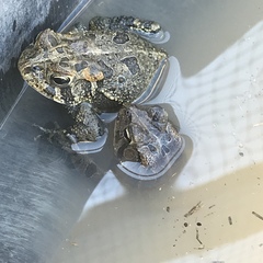 Anaxyrus terrestris