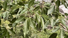 Fraxinus insularis