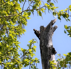 Dendrocopos major kamtschaticus