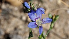 Eriastrum sapphirinum sapphirinum
