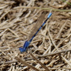 Argia nahuana
