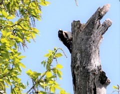 Dendrocopos major kamtschaticus