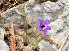 Campanula drabifolia