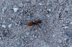 Dasymutilla stevensi