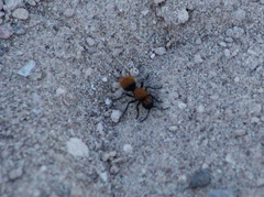 Dasymutilla stevensi