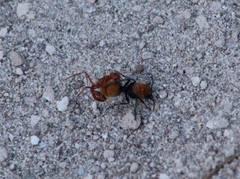 Dasymutilla stevensi